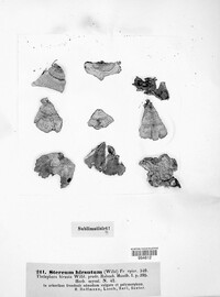 Stereum hirsutum image